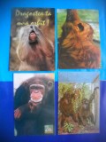 HOPCT LOT NR 438 MAIMUTA / MAIMUTE -FAUNA -4 CARTI POSTALE-NECIRCULATE