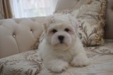 Catel Bichon Maltez