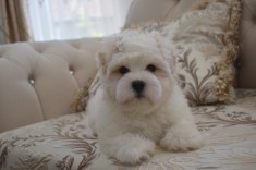 Catel Bichon Maltez