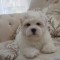 Catel Bichon Maltez