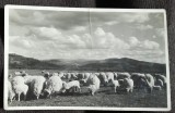 Carte postala, turma de oi, Romania perioada interbelica
