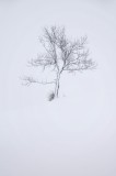 Tablou Canvas, "Singurătatea unui copac &icirc;n zăpadă", Copac, Singurătate, Zăpadă, Minimalism, Iarnă, Tăcere, Puritate, Alb, Frig, Natură, 26 x 39 cm, CM