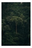 Tablou Canvas, "&Icirc;n mijlocul pădurii tainice", Mystery, Solitude, Nature, Majesty, Verdant, Isolation, Lushness, 26 x 39 cm, CMCLASS