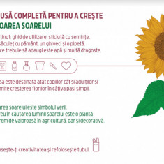 Trusa completa pentru a creste - Floarea soarelui | Monora