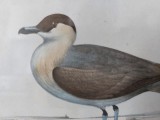 Vand o acuarela-Stercorarius longicaudus pictata posibil de renumitul ornitolog John Gould