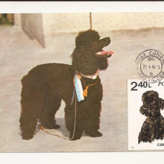 CA10 - Carte Postala -Asociatia chinologilor din RSR, Caniche - circulata 1983