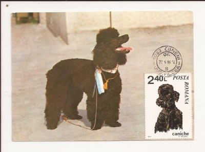 CA10 - Carte Postala -Asociatia chinologilor din RSR, Caniche - circulata 1983 foto