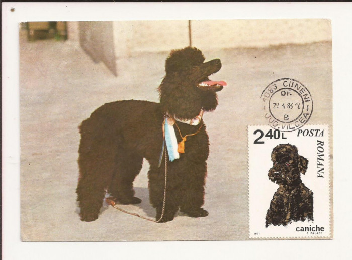 CA10 - Carte Postala -Asociatia chinologilor din RSR, Caniche - circulata 1983