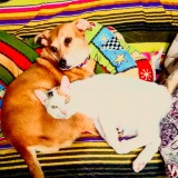 Petsitter veterinar pisici și c&acirc;ini