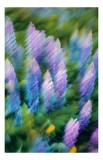 Tablou Canvas pe temă de natură, imagine fluidă a primăverii luminoase, 26 x 39 cm, CMCLASS