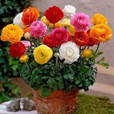 Ranunculus -Piciorul cocosului cu 8 Ron/pachet 10 rizomi