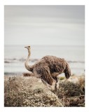 Tablou Canvas, "Struțul contemplativ &icirc;n peisaj mării", Ostrich, Coastline, Ocean, Sky, Feathers, Wilderness, Nature, 26 x 39 cm, CMCLASS