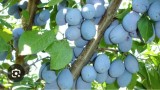 Țuica de Prune 100/% naturală
