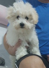 Bichon maltez