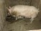 Animale domestice - 1