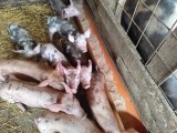 Porci de v&acirc;nzare