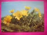 HOPCT 11465 RUSCUTA DE PRIMAVARA -CP FELICITARE FLORI- ROMANIA-NECIRCULATA