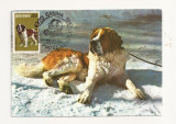 CA8 - Carte Postala -Expo Canina 1982-Saint Bernard ,Necirculata