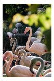 Tablou Canvas Flamingo Roz: Frumusețe și Armonie Naturală, 26 x 39 cm, CMCLASS