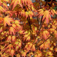 Seminte Artar Japonez Acer palmatum Orange Dream decorativ arbore ornamental foto