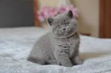 Pui pisica british shorthair