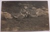 Fotografie adresata familiei Simian