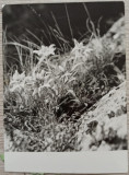 Floare de colt// fotografie de presa