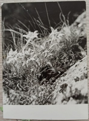 Floare de colt// fotografie de presa foto