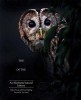 The Enigma of the Owl: An Illustrated Natural History