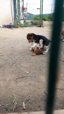 Beagle tricolor foto