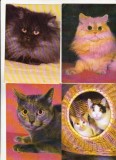 Bnk cp Pisici - lot 20 carti postale, Necirculata, Printata