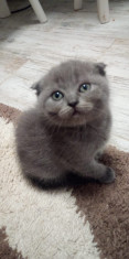 Scottish ?i british shorthair foto