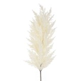 Iarba de Pampas Alba 86cm