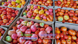 Rasad rosii / tomate | Rasaduri rosii Prekos Inima de bou Ardei Altele
