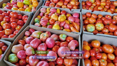 Rasad rosii / tomate | Rasaduri rosii Prekos Inima de bou Ardei Altele 2025 foto