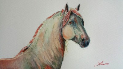 Acuarela studiu cal ( tablouri tablou picturi pictura grafica decor ) foto