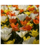 Lalele Tulipa, Fosteriana Mixed, Multicolor, 12/+, 1 Bulb, Oem
