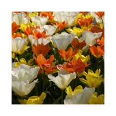 Lalele Tulipa, Fosteriana Mixed, Multicolor, 12/+, 1 Bulb