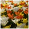 Lalele Tulipa, Fosteriana Mixed, Multicolor, 12/+, 1 Bulb
