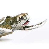 Figurina - Kemp&#039;s Ridley Sea Turtle Baby | Safari