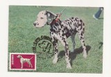 CA8 - Carte Postala -Expo Canina 1982-Dalmatian ,Necirculata