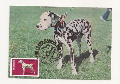 CA8 - Carte Postala -Expo Canina 1982-Dalmatian ,Necirculata foto