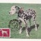 CA8 - Carte Postala -Expo Canina 1982-Dalmatian ,Necirculata
