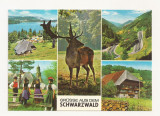SG5 - Carte Postala -Germania, Grusse aus dem Schwarzwald, Necirculata, Fotografie