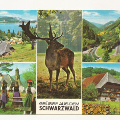 SG5 - Carte Postala -Germania, Grusse aus dem Schwarzwald, Necirculata