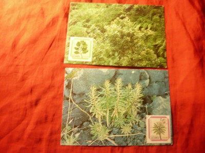 2 Maxime Azore 1981 si 1982 Flora nationala foto