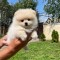 Pomeranian boo