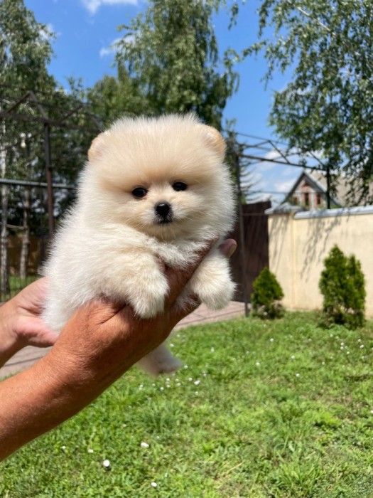 Pomeranian boo