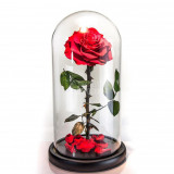 Trandafir Criogenat rosu &Oslash;8cm in cupola de sticla 12x25cm