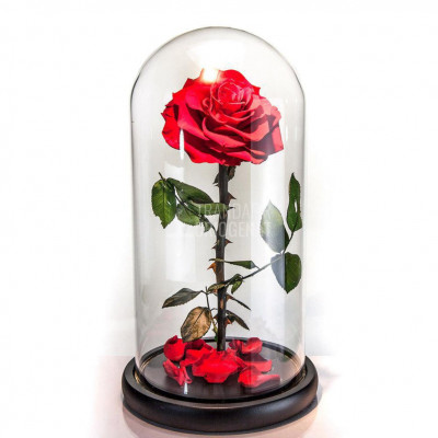 Trandafir Criogenat rosu &amp;Oslash;8cm in cupola de sticla 12x25cm foto